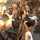 Image for article titled Cats Rule These Japanese Islands